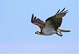 Osprey